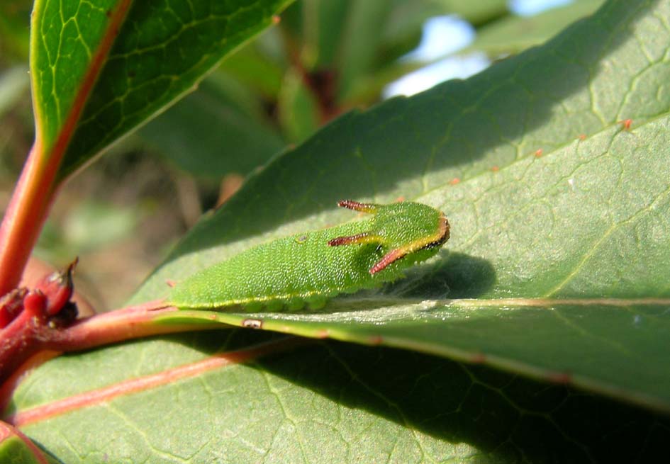 Charaxes jasius